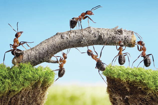 A group of ants cooperate to carry a twig across a gap.