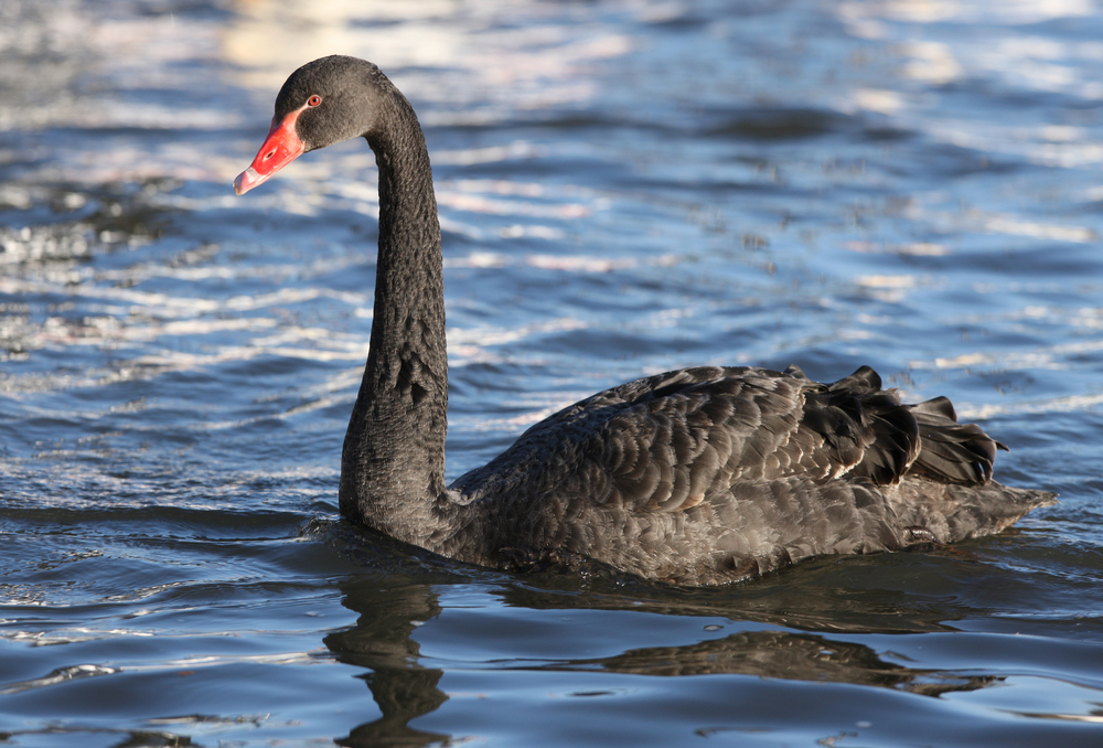 black swan