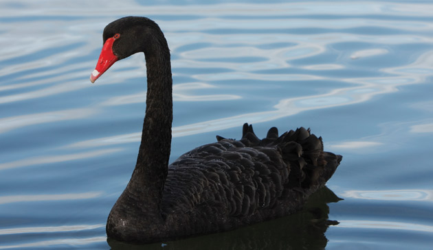 black-swan
