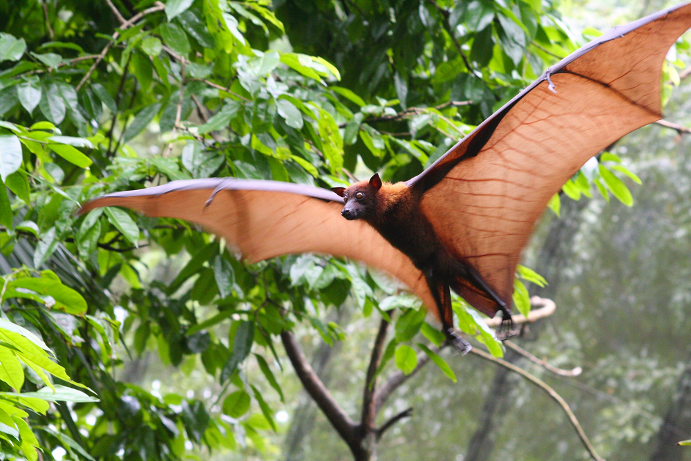 bat