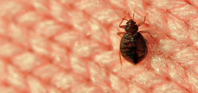 bedbug