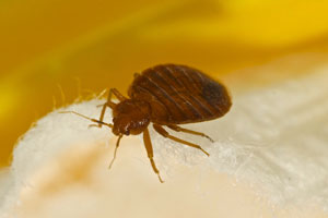 bedbug