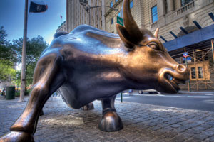 bull