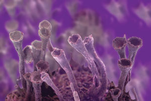 findings_virus