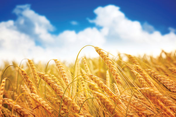 wheat-field