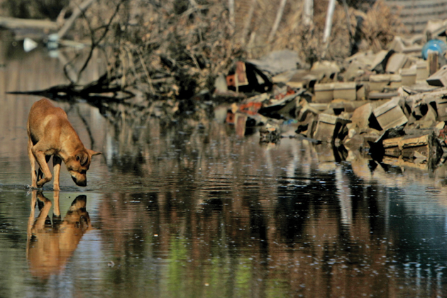 animals in natural disasters