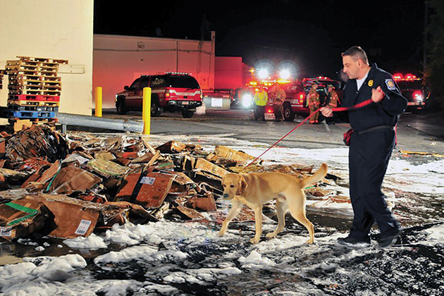explosives detection canines