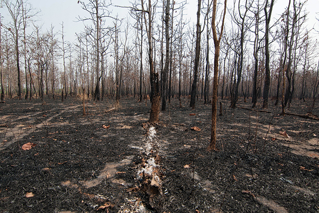 united states wildfires