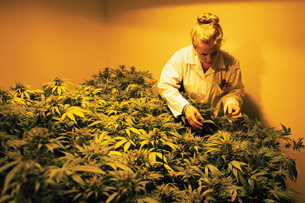 indoor marijuana growing property insurance