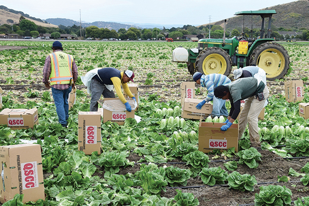 foorborne illness romaine lettuce